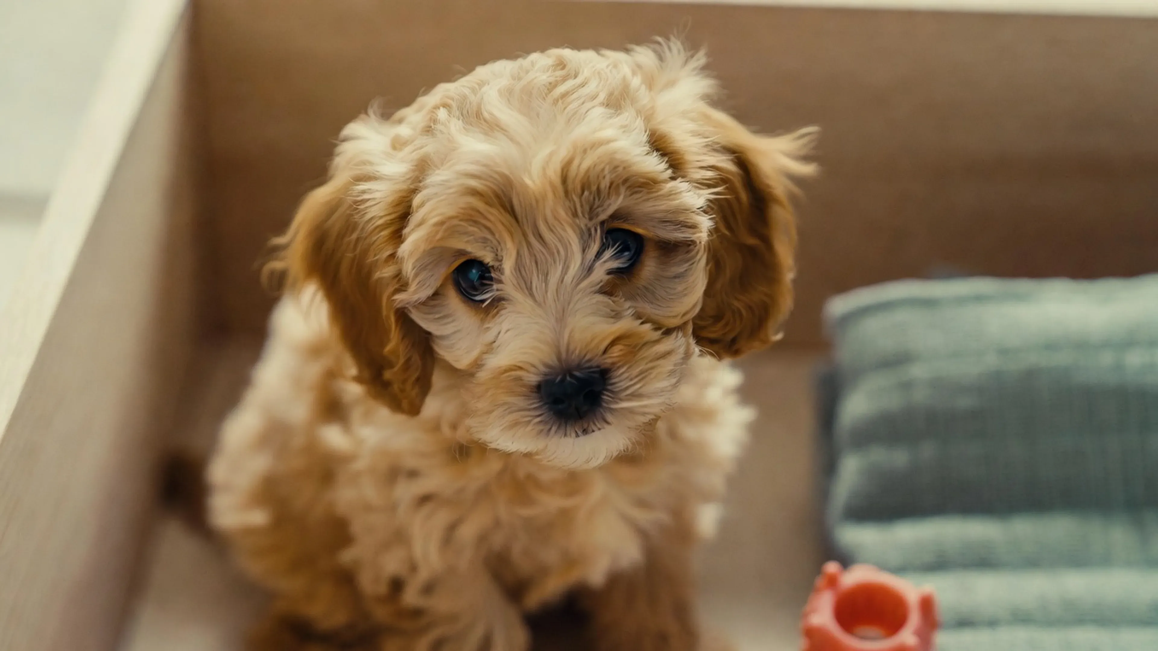 Puppy breeds Singapore: Cavapoo puppy in a set-up playpen, one of seven breeds at Curious Tails