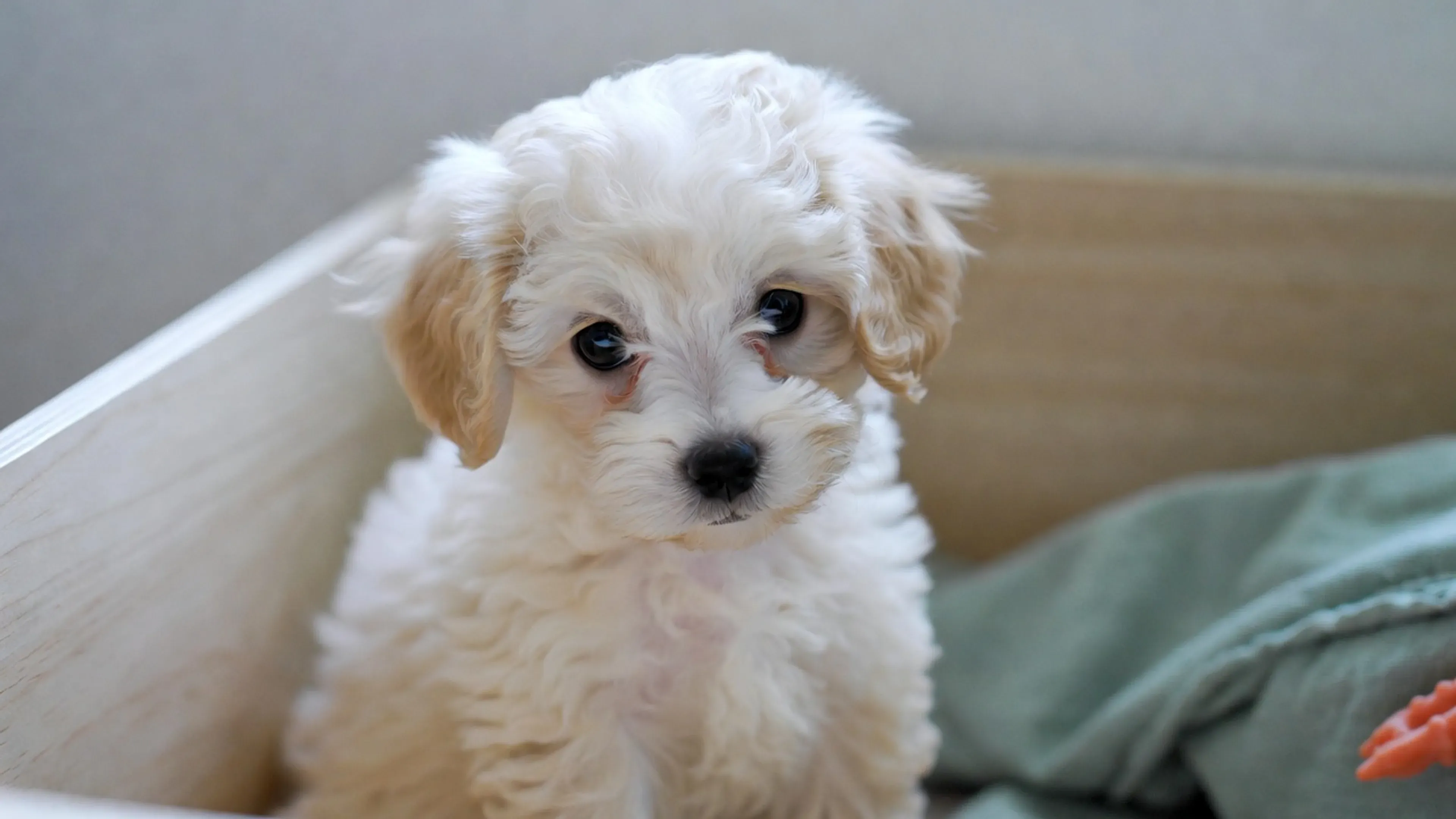 Maltipoo puppy with a soft cream coat sitting in a set-up playpen at a Balestier home