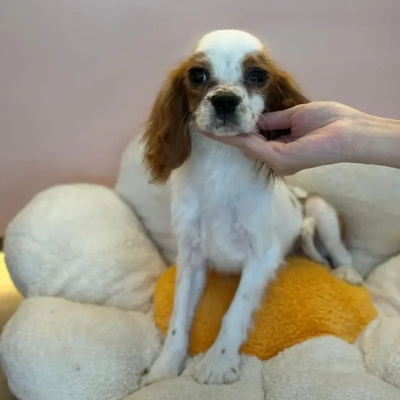 Blenheim Male Cavalier puppy Otar recently placed with a Singapore family