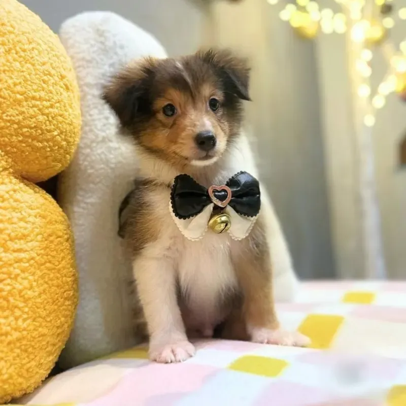 Tri Color Male Sheltie puppy recently placed with a Singapore family