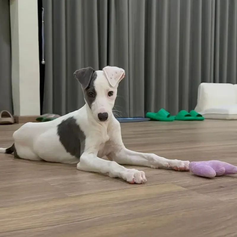 Black White Female Whippet puppy recently placed with a Singapore family