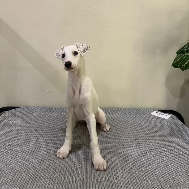 White Male Whippet puppy recently placed with a Singapore family