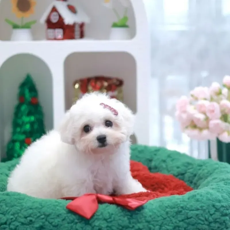 White Female Bichon Frise puppy HuatPaw recently placed with a Singapore family
