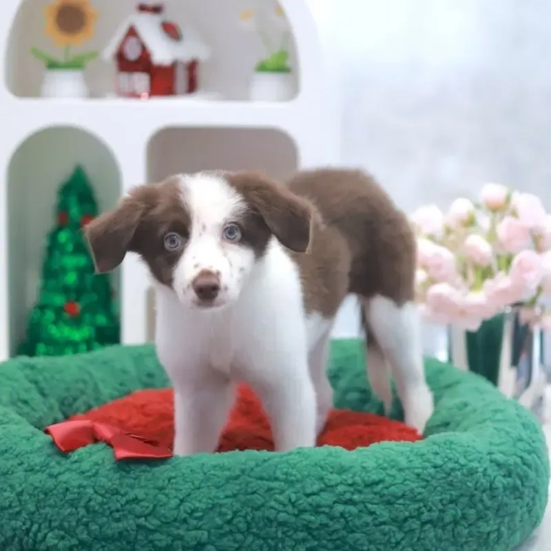 Brown White Female Border Collie puppy recently placed with a Singapore family