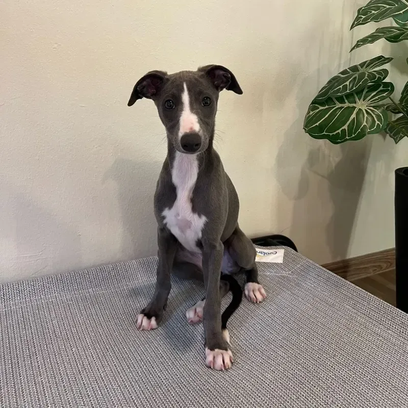 Black White Female Whippet puppy recently placed with a Singapore family