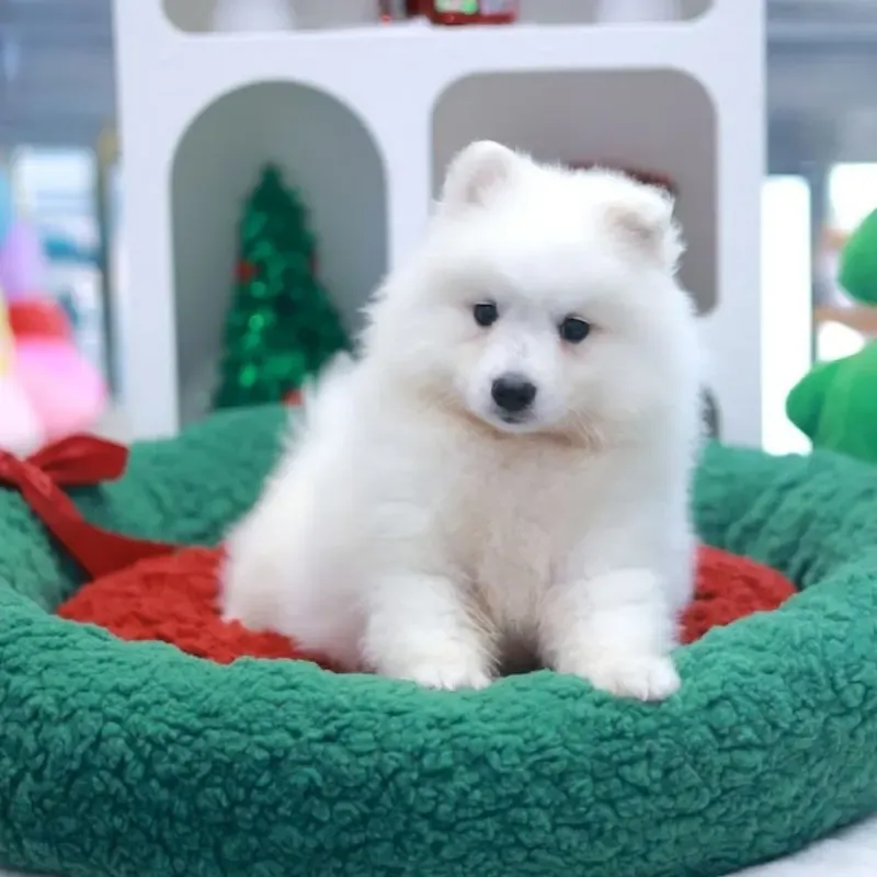 White Male Japanese Spitz puppy recently placed with a Singapore family