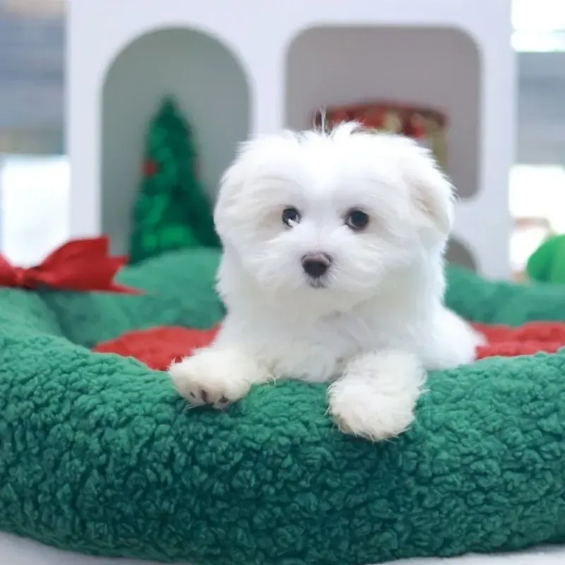 White Male Maltese puppy recently placed with a Singapore family