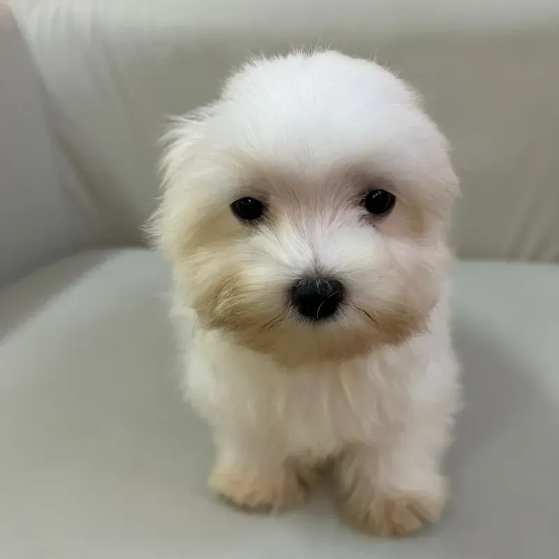 White Male Maltese puppy recently placed with a Singapore family