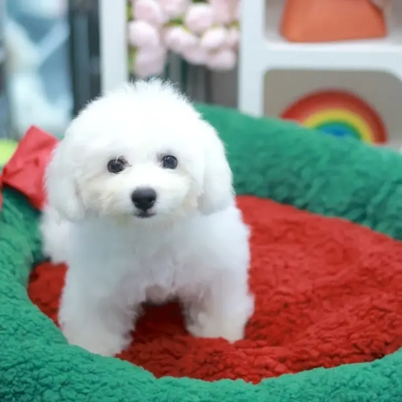 Cream Male Bichon Frise puppy recently placed with a Singapore family