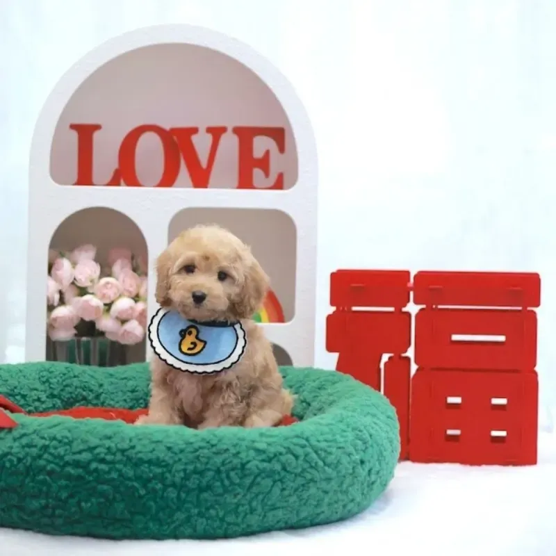 Apricot Male Cockapoo puppy Zayn recently placed with a Singapore family