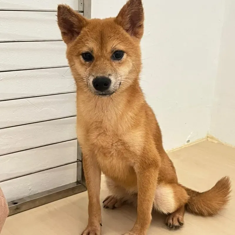 Sesame Female Shiba Inu puppy Kitsune recently placed with a Singapore family