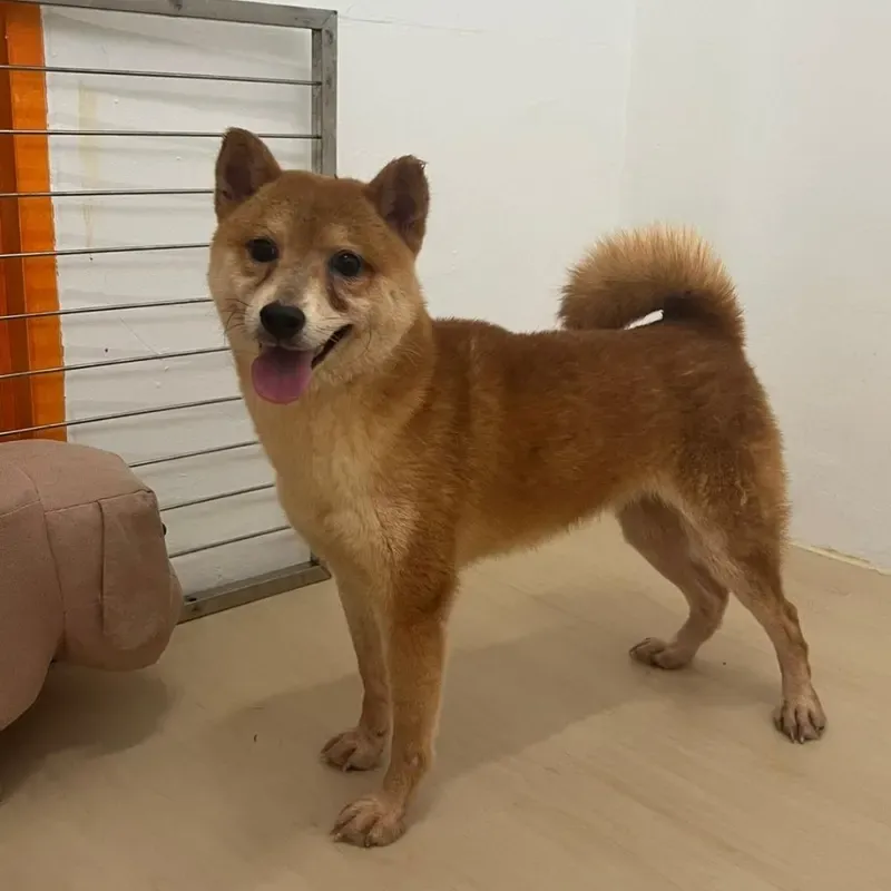 Sesame Male Shiba Inu puppy Pebble recently placed with a Singapore family