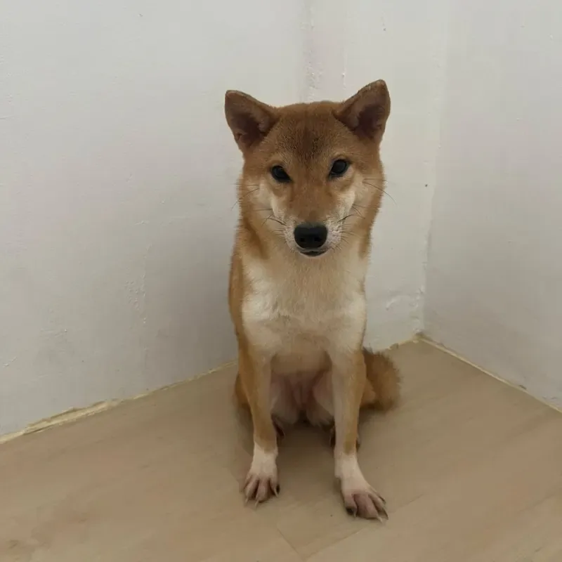 Sesame Female Shiba Inu puppy Pixel recently placed with a Singapore family
