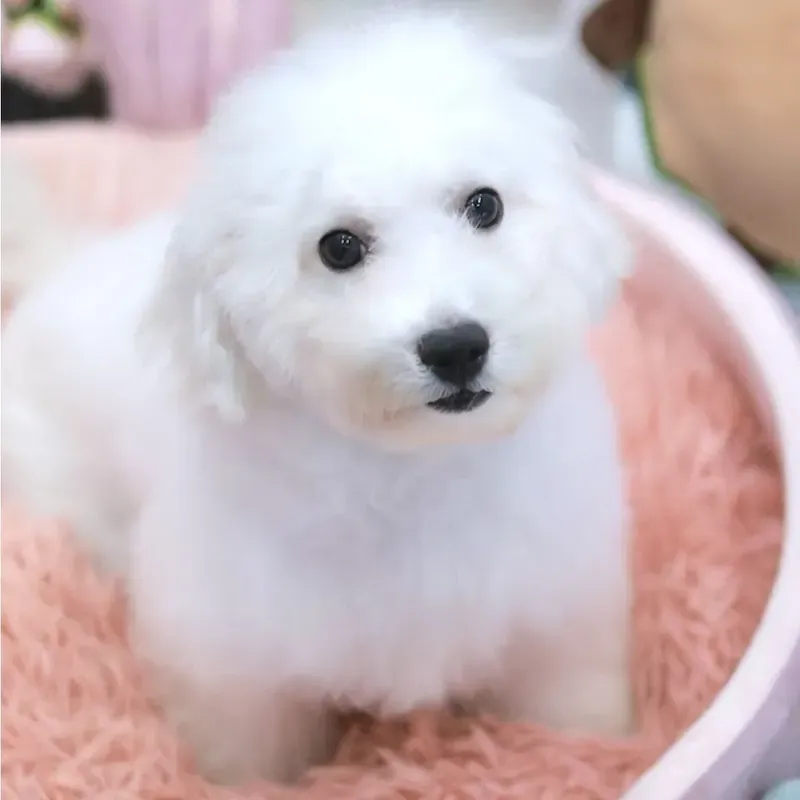 White Male Bichon Frise puppy Franky recently placed with a Singapore family