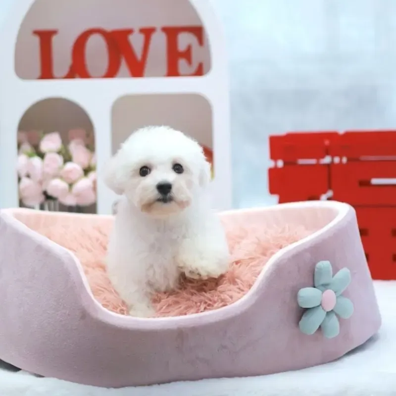 White Male Bichon Frise puppy Sanji recently placed with a Singapore family