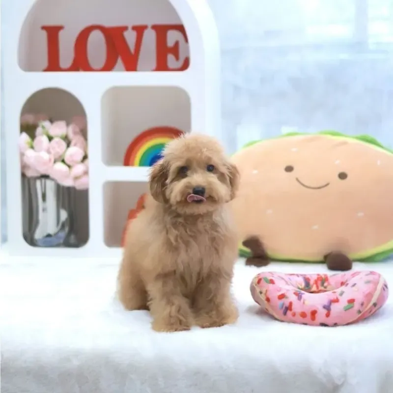 Red Male Toy Poodle puppy Kenzo recently placed with a Singapore family