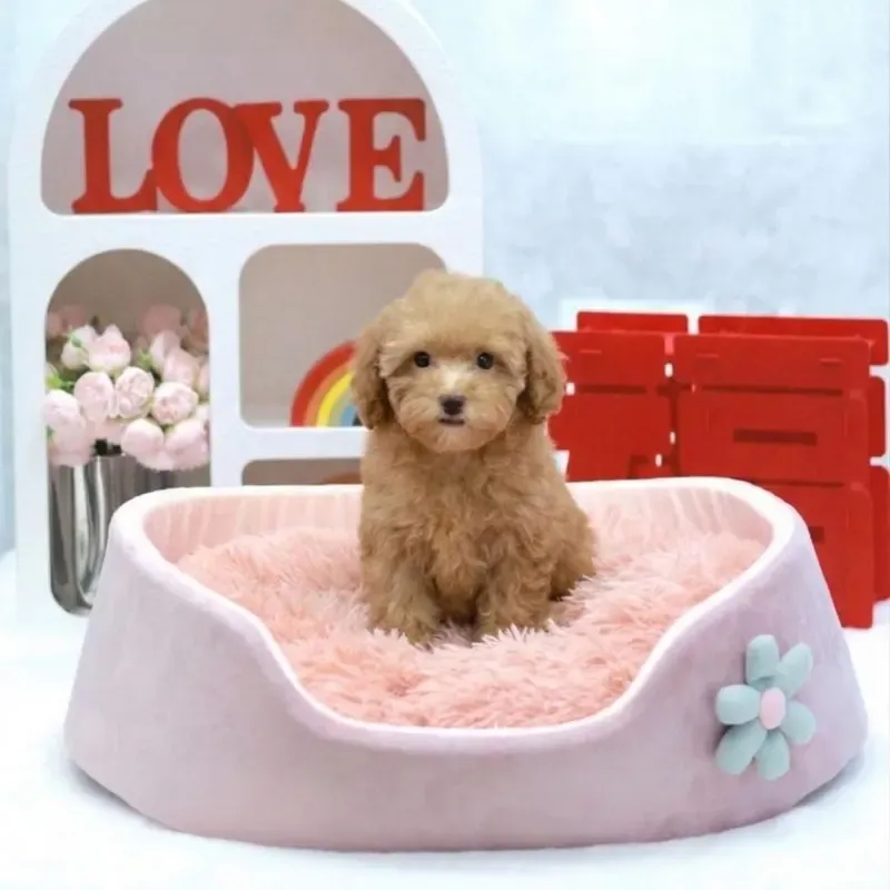 Apricot Female Toy Poodle puppy Mica recently placed with a Singapore family