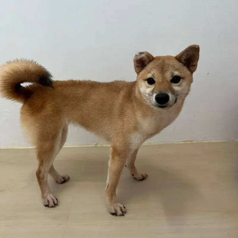 Sesame Female Shiba Inu puppy Loki recently placed with a Singapore family