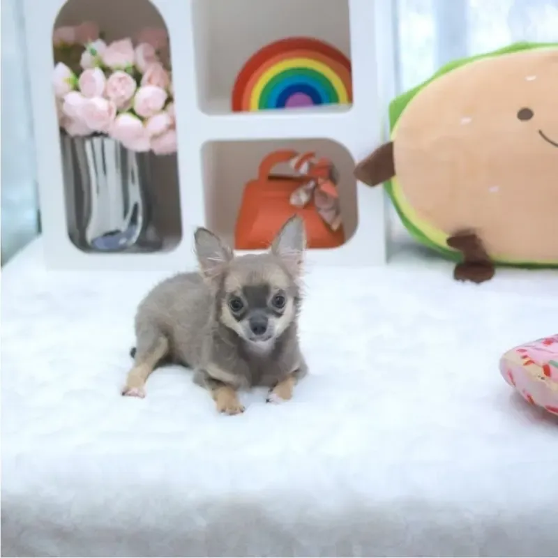Blue Tan Female Chihuahua puppy Boba recently placed with a Singapore family