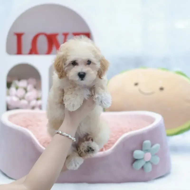 Apricot Female Toy Poodle puppy Kaya recently placed with a Singapore family
