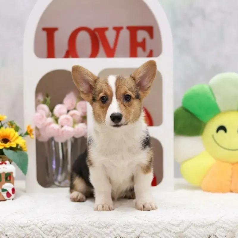 Tri Color Female Corgi puppy Yuki recently placed with a Singapore family