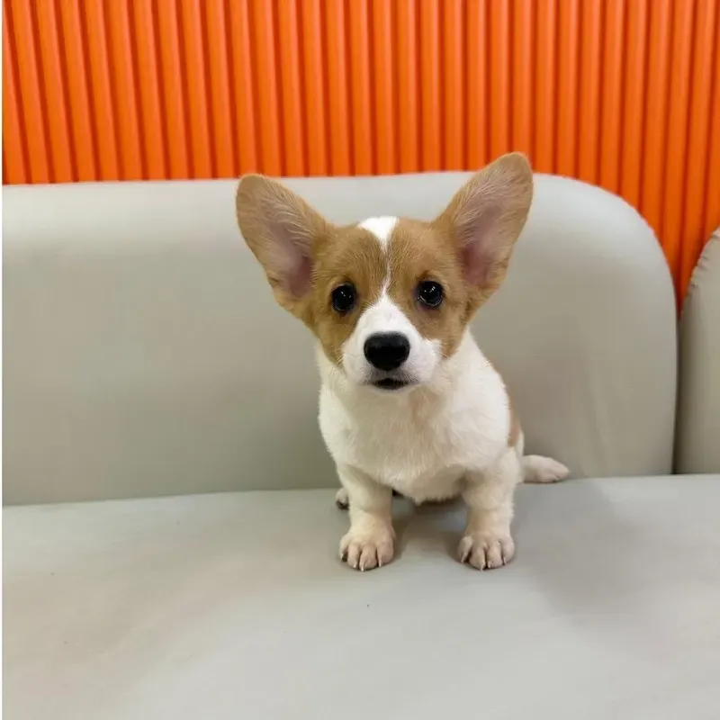 Red White Female Corgi puppy Lea recently placed with a Singapore family
