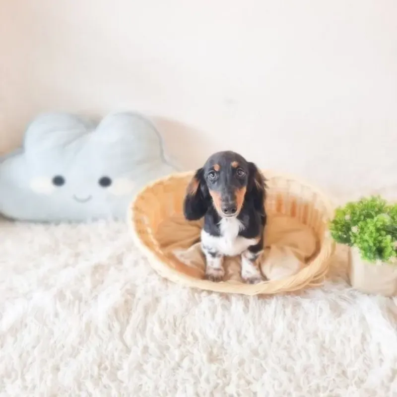 Tri Color Female Mini Dachshund puppy Suzuya recently placed with a Singapore family