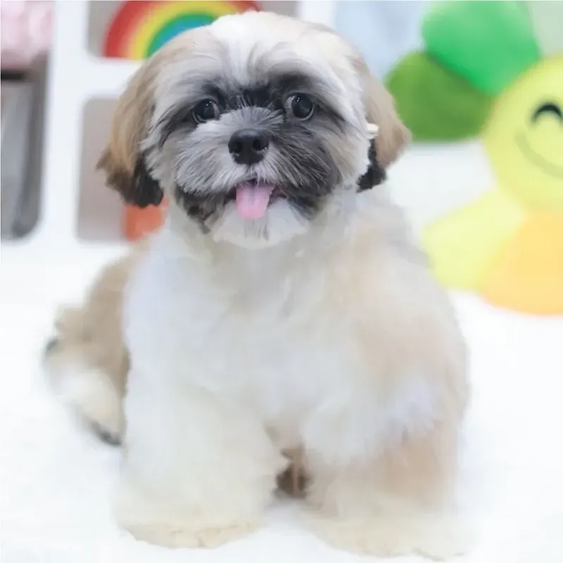 Tri Color Male Shih Tzu puppy Apple available in Singapore