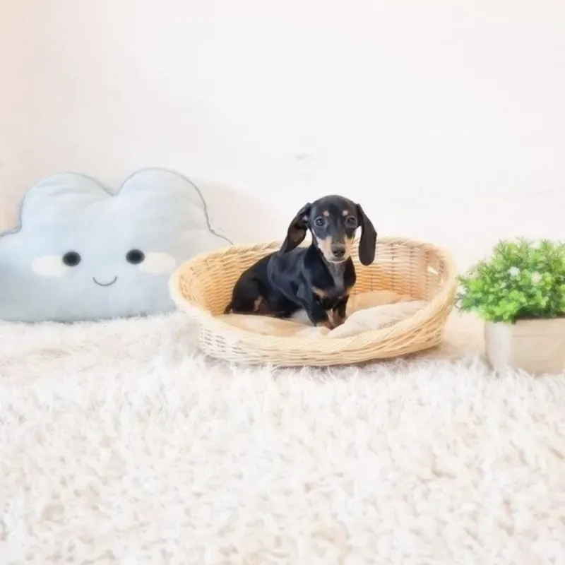 Black Tan Female Mini Dachshund puppy Pencilgon recently placed with a Singapore family