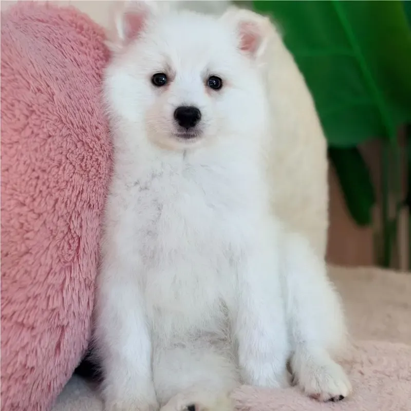 White Male Japanese Spitz puppy Snowi recently placed with a Singapore family