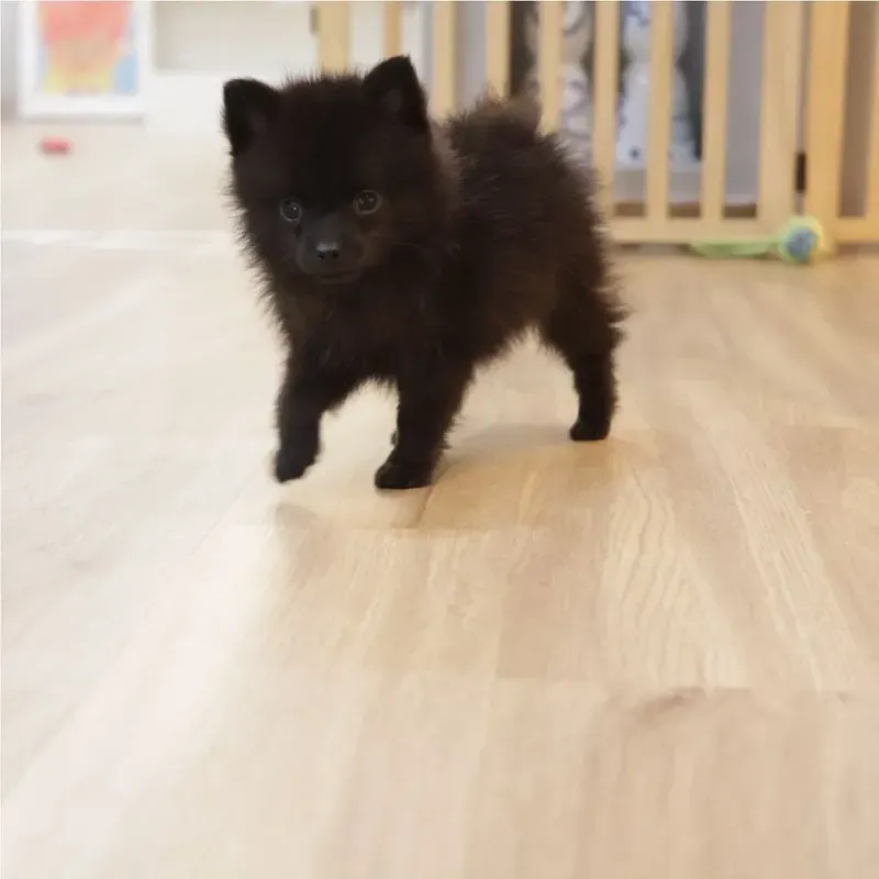 Black Male Pomsky puppy Yuki recently placed with a Singapore family