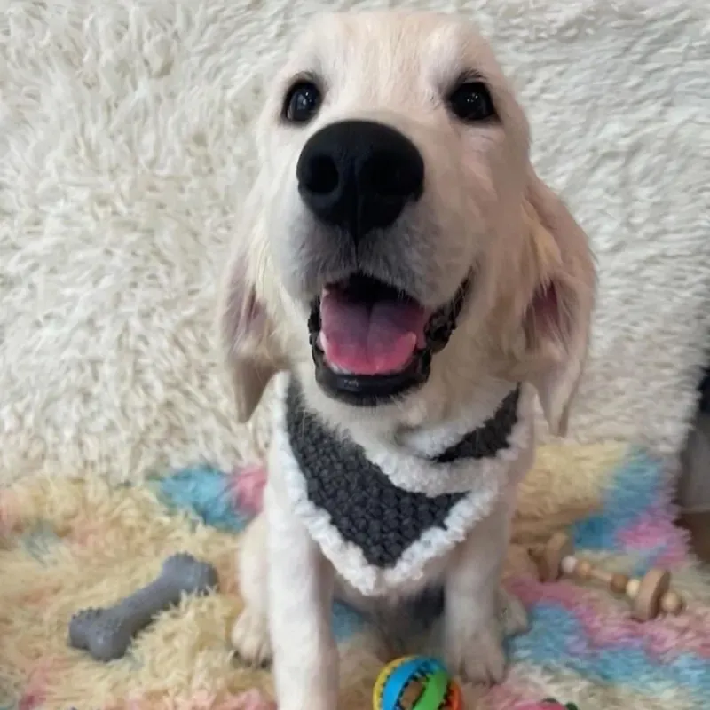 Cream Male Golden Retriever puppy Rei recently placed with a Singapore family