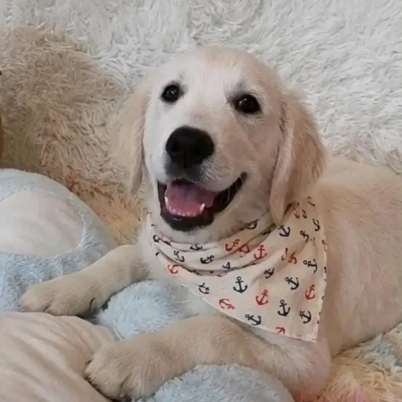 Cream Female Golden Retriever puppy Kuro recently placed with a Singapore family