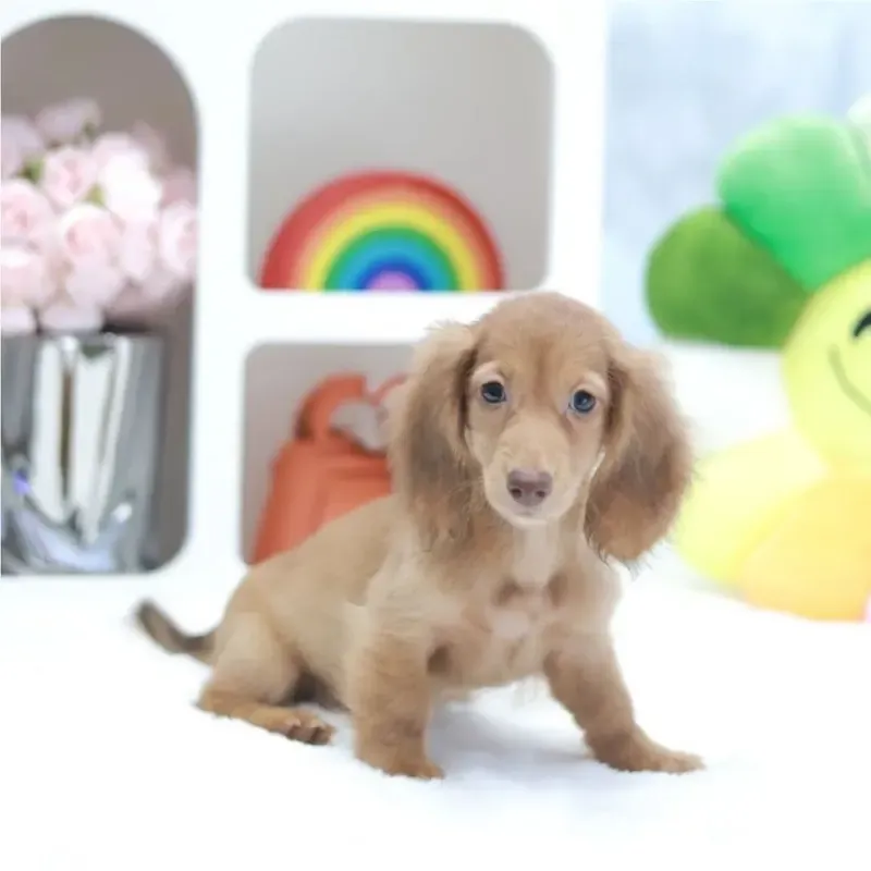 Golden Female Mini Dachshund puppy Frieren available in Singapore