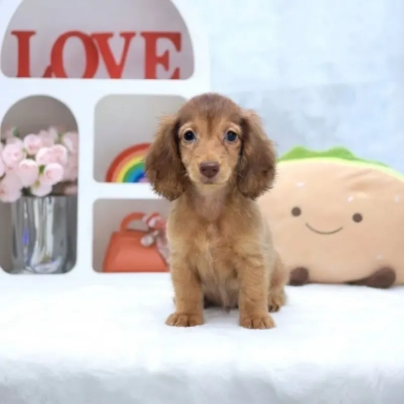 Golden Female Mini Dachshund puppy Anya available in Singapore