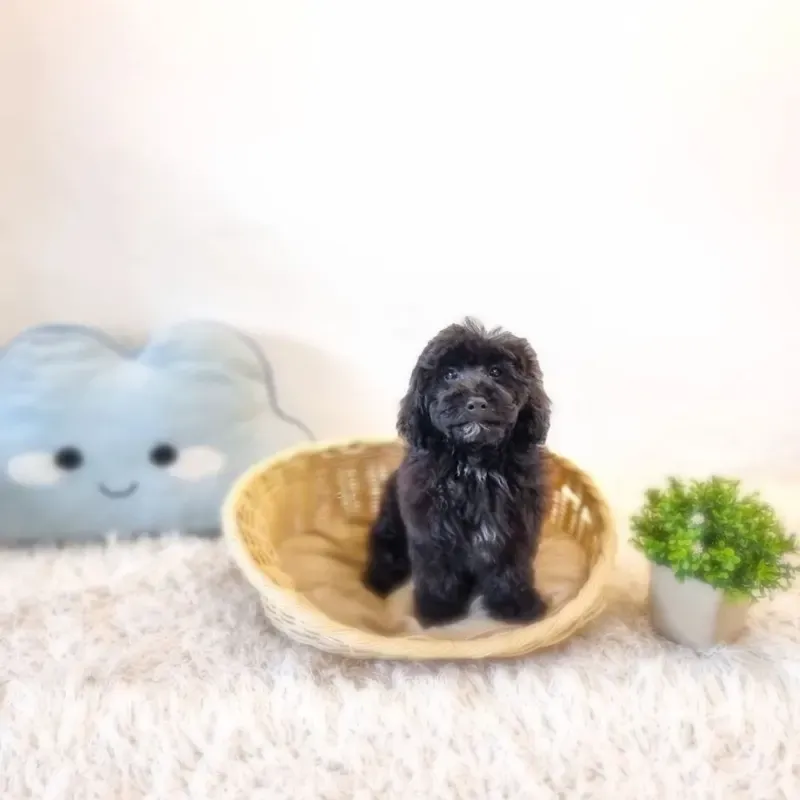 Black Male Bichonpoo puppy Asuka recently placed with a Singapore family