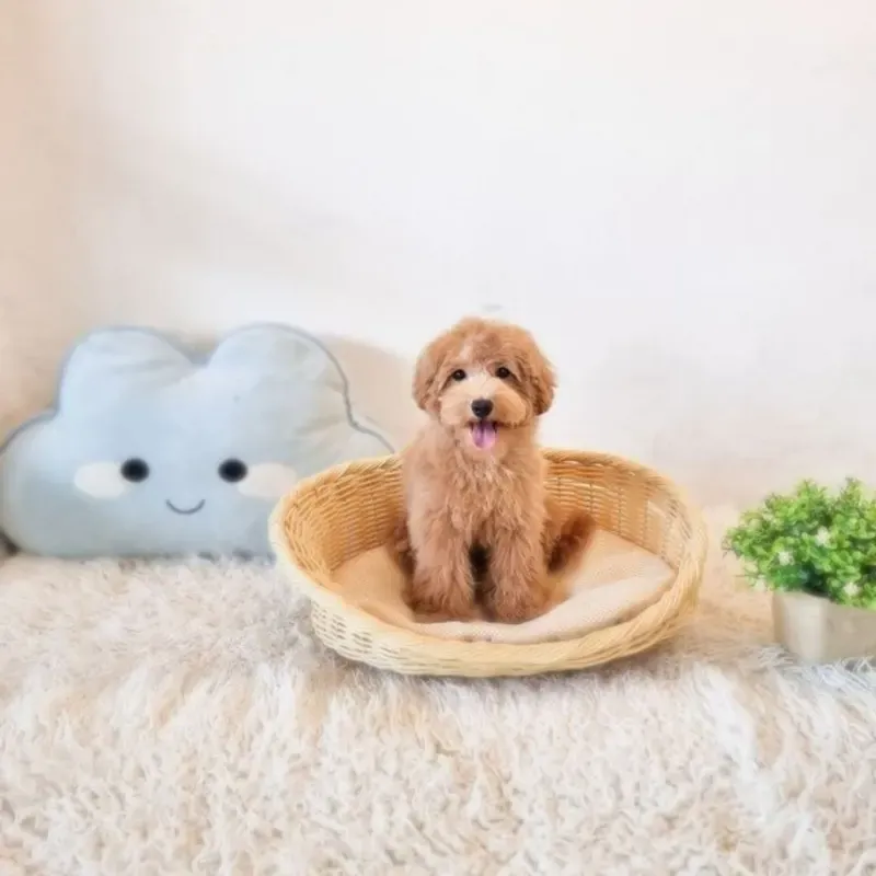 Apricot Female Cavapoo puppy Kagome recently placed with a Singapore family