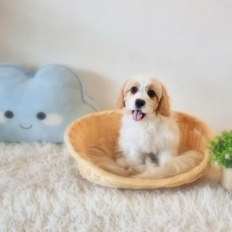 Blenheim Male Cavapoo puppy Eren recently placed with a Singapore family