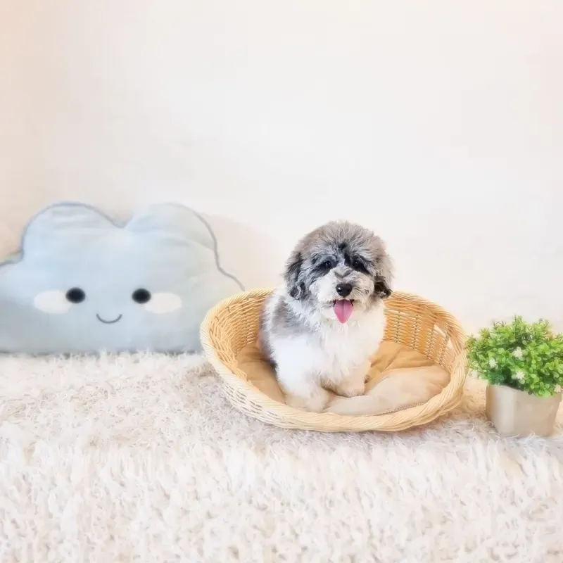 Merle Male Bichonpoo puppy Jotaro recently placed with a Singapore family