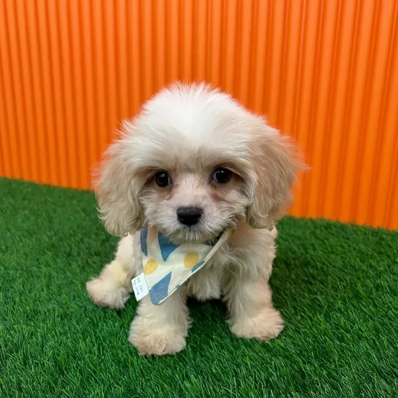 Cream Male Cavachon puppy Ume recently placed with a Singapore family