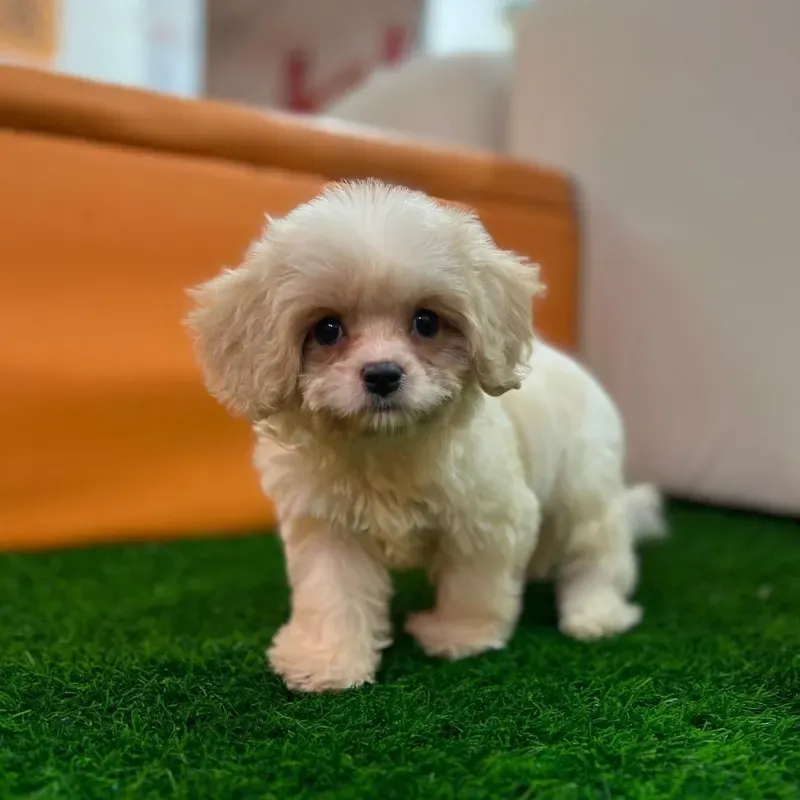 Cream Male Cavachon puppy Yoru recently placed with a Singapore family