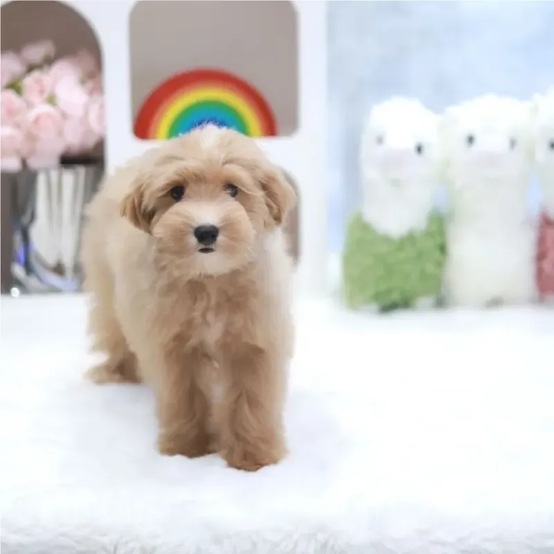 Apricot Female Maltipoo puppy Erika available in Singapore