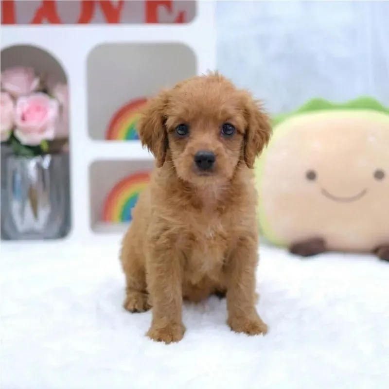 Apricot Female Cavapoo puppy Yuji available in Singapore