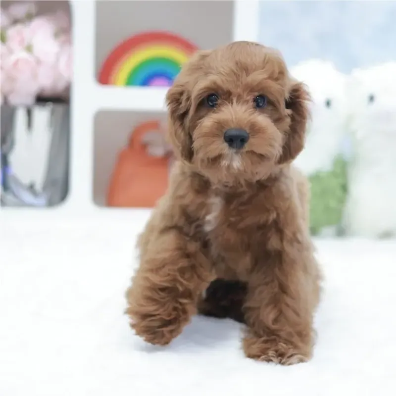 Red White Male Cavapoo puppy Todo available in Singapore