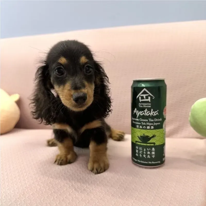 Black Tan Female Mini Dachshund puppy Tiny recently placed with a Singapore family