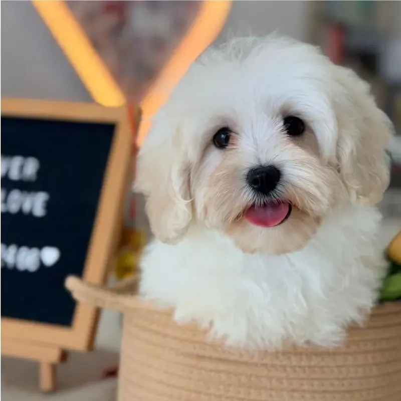 Apricot Female Maltipoo puppy Rica recently placed with a Singapore family