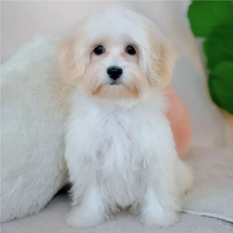 Apricot Female Maltipoo puppy Zeli recently placed with a Singapore family