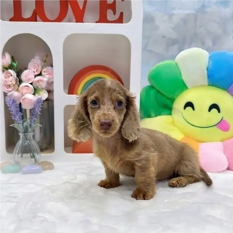 Dapple Female Mini Dachshund puppy recently placed with a Singapore family