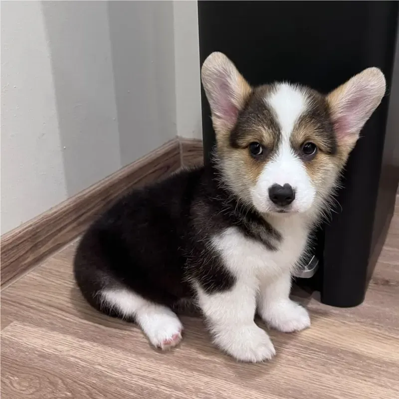 Tri Color Female Corgi puppy Rico recently placed with a Singapore family