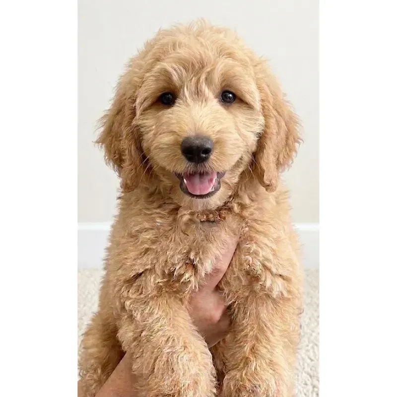 Golden Female Goldendoodle puppy Rufus recently placed with a Singapore family